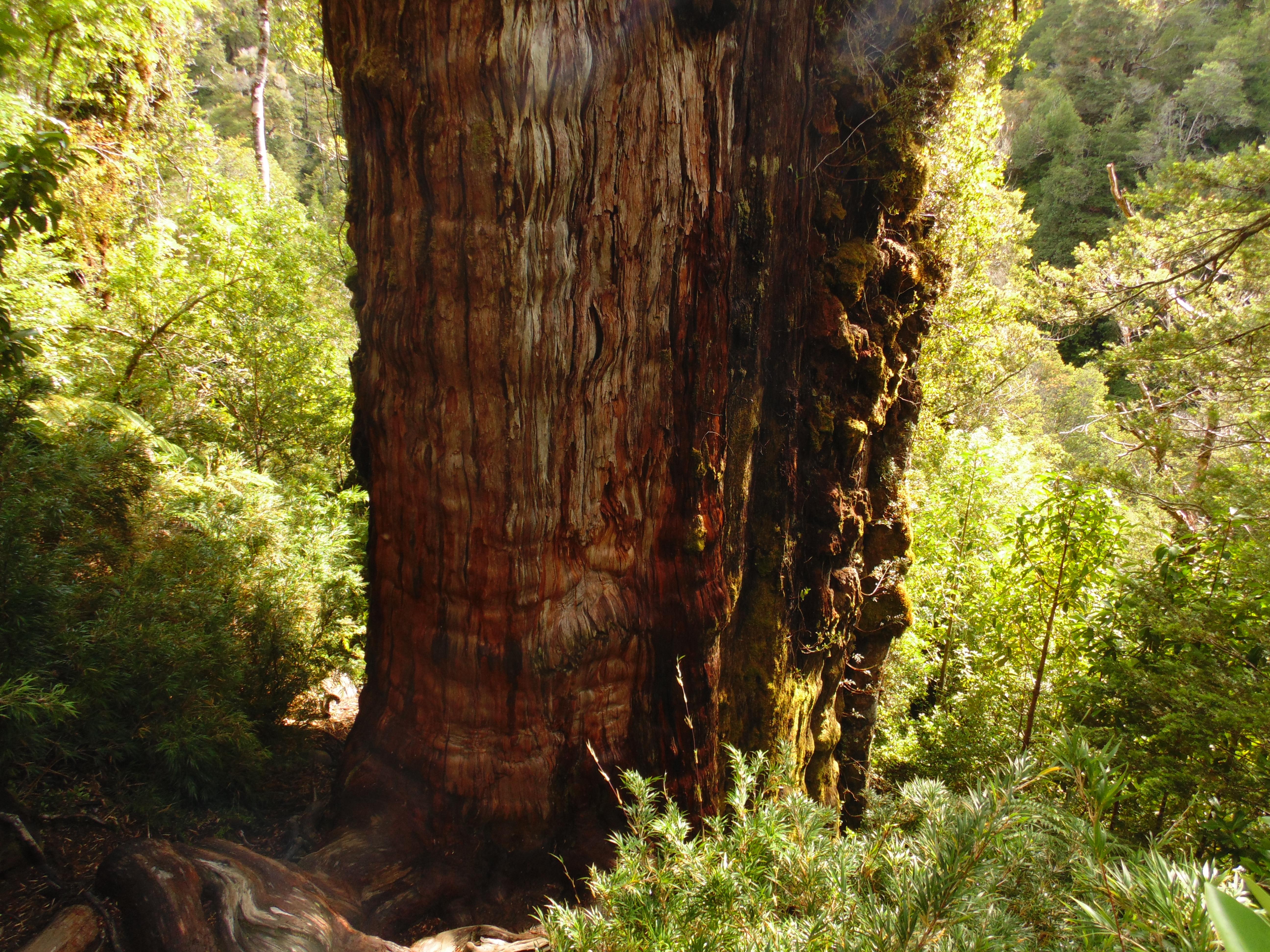Methuselah: Still the world’s oldest tree? | Conservation International