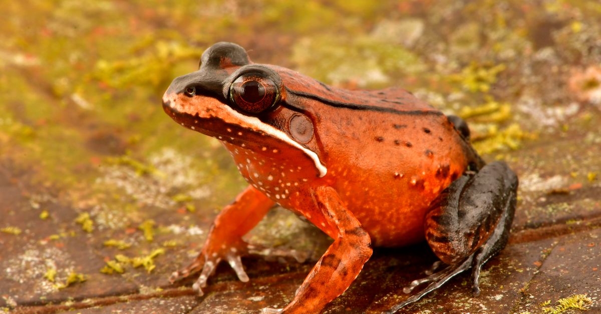 Heal our planet: How we’re protecting the Amazon | Conservation International