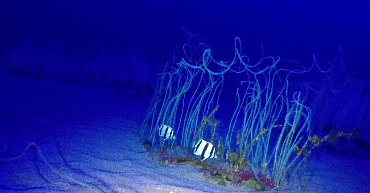 New science: deep-sea hotspot, Indigenous ocean conservation and more New science: deep-sea hotspot, Indigenous ocean conservation and more