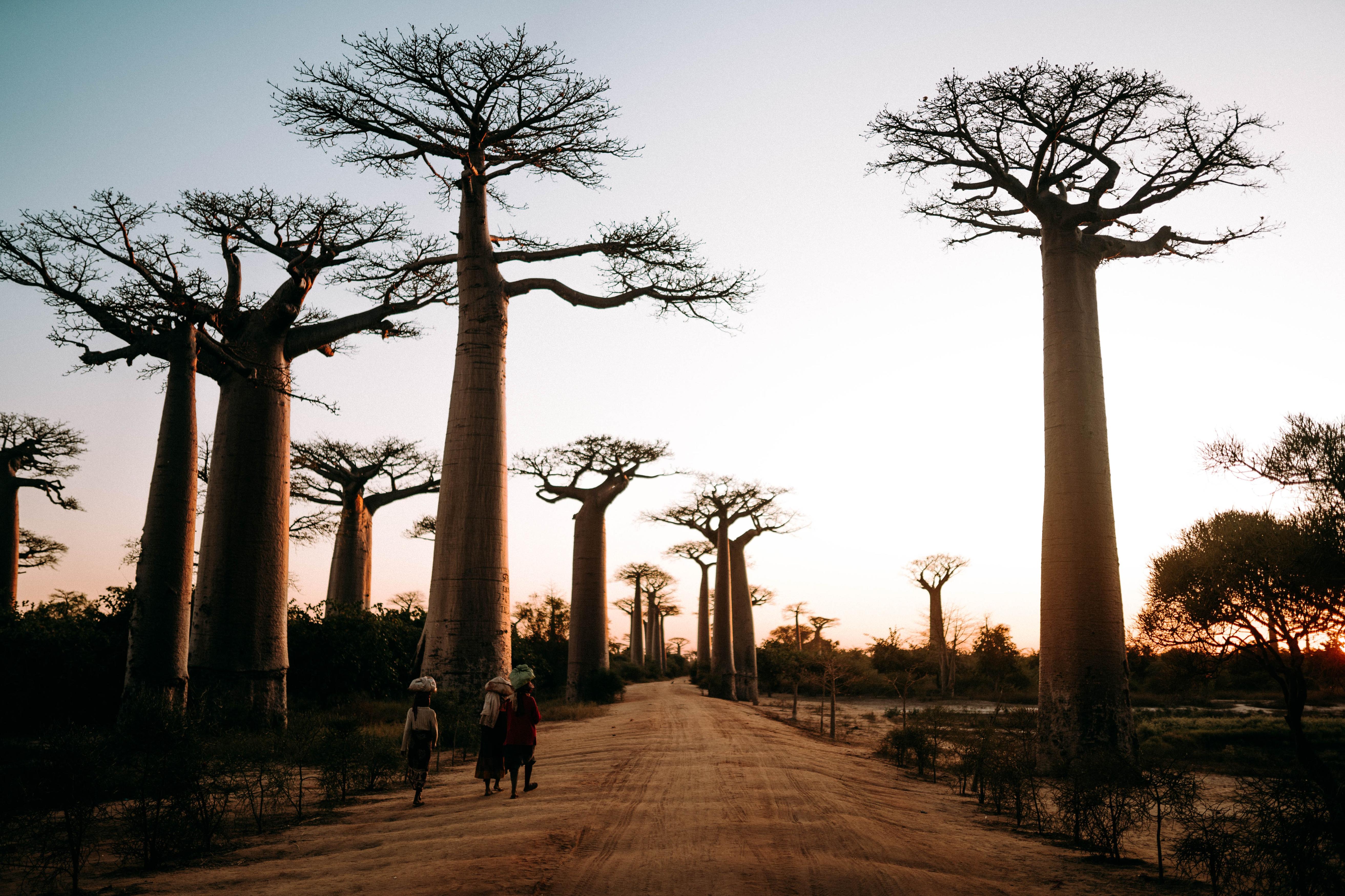 Unusual Trees of the World | Conservation International