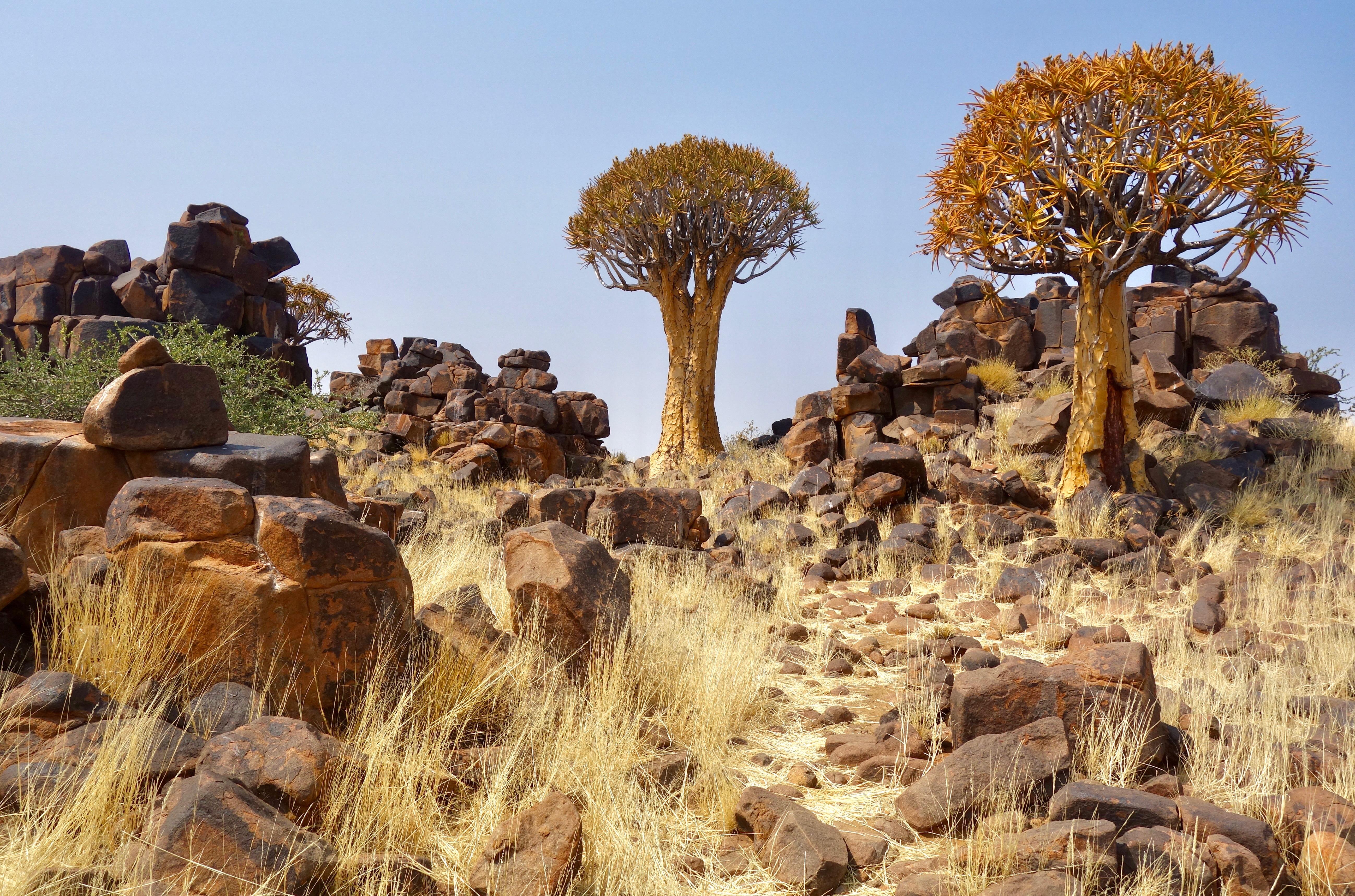 Unusual Trees of the World | Conservation International