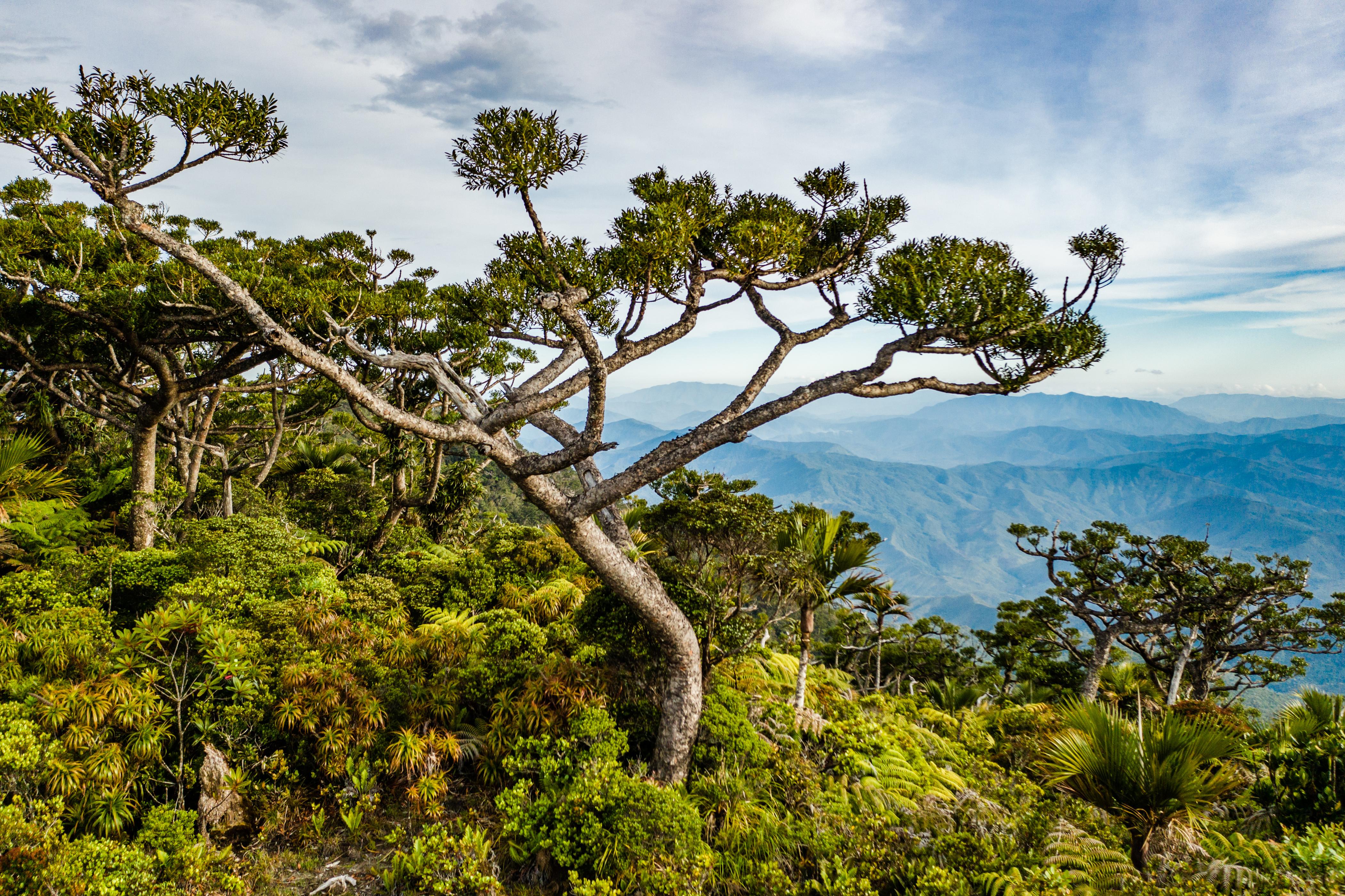 Notes from the field: Indigenous peoples protecting nature through ...