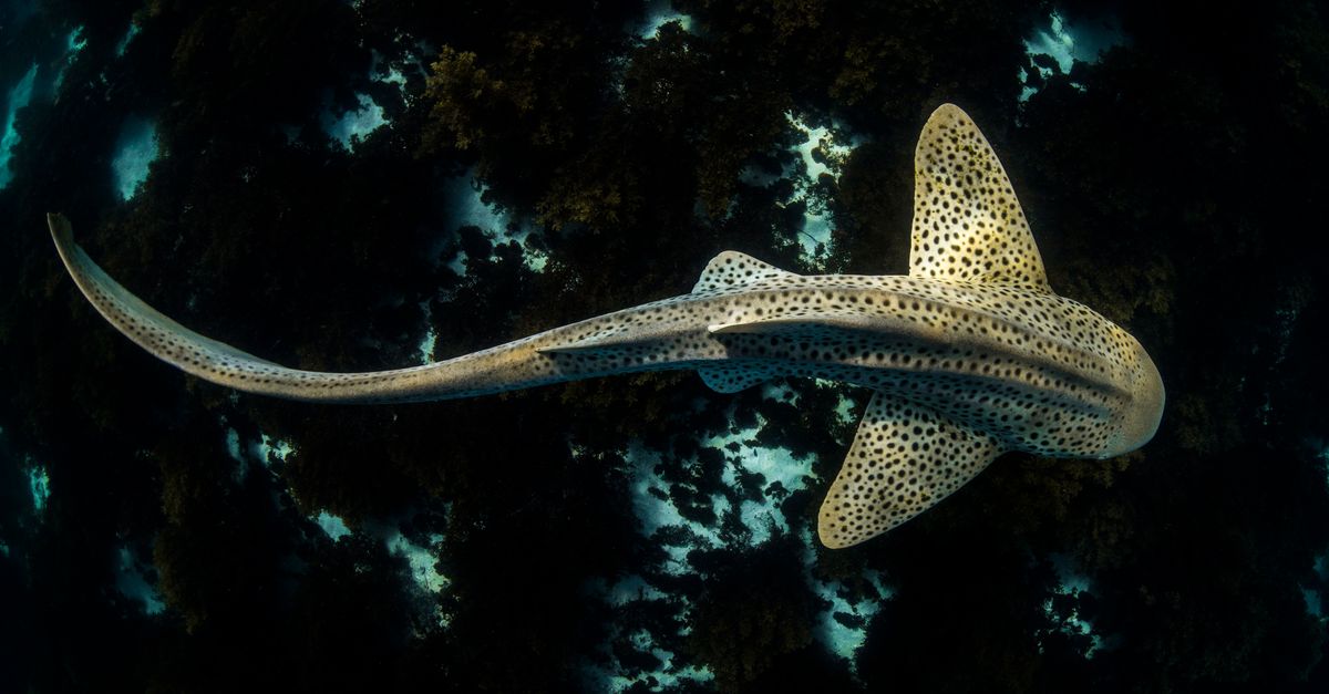 How an extraordinary new effort is giving sharks ‘a fighting chance’ | Conservation International