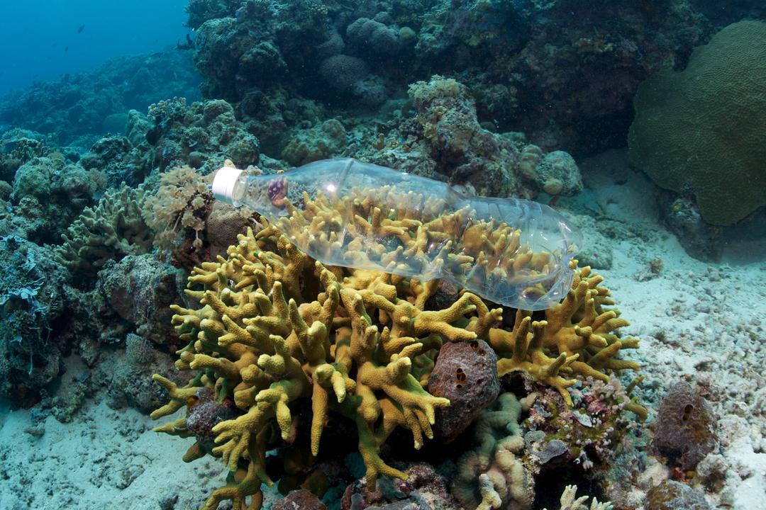 Ocean pollution facts | Conservation International