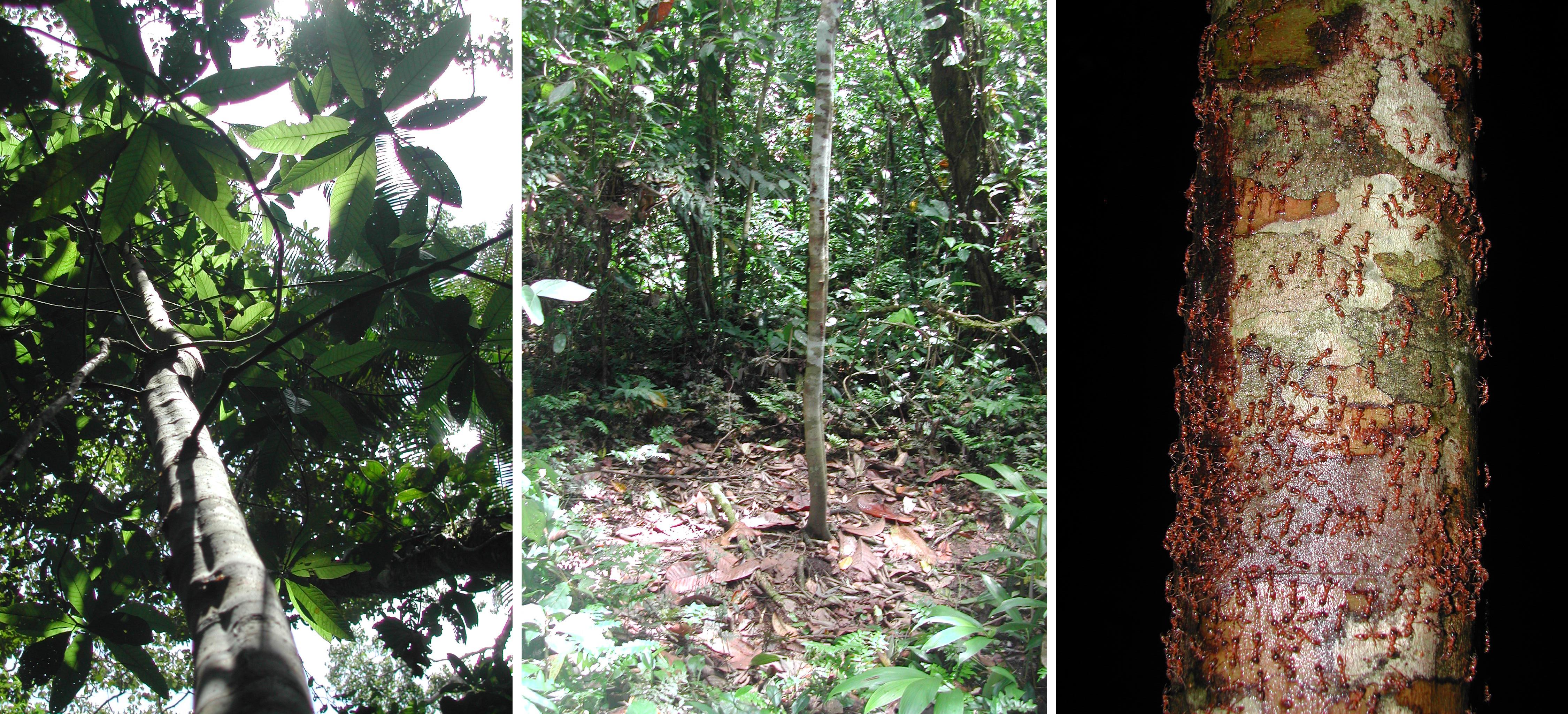 Unusual Trees of the World | Conservation International