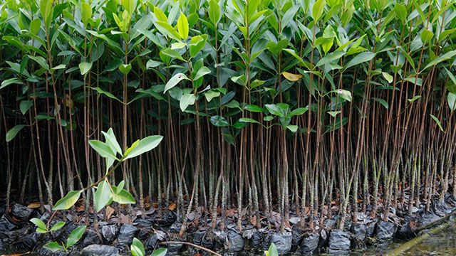 Image source - https://www.conservation.org/press/living-gulf-a-landmark-partnership-with-unilever-to-protect-and-restore-mangroves-for-people-climate-and-nature-ci