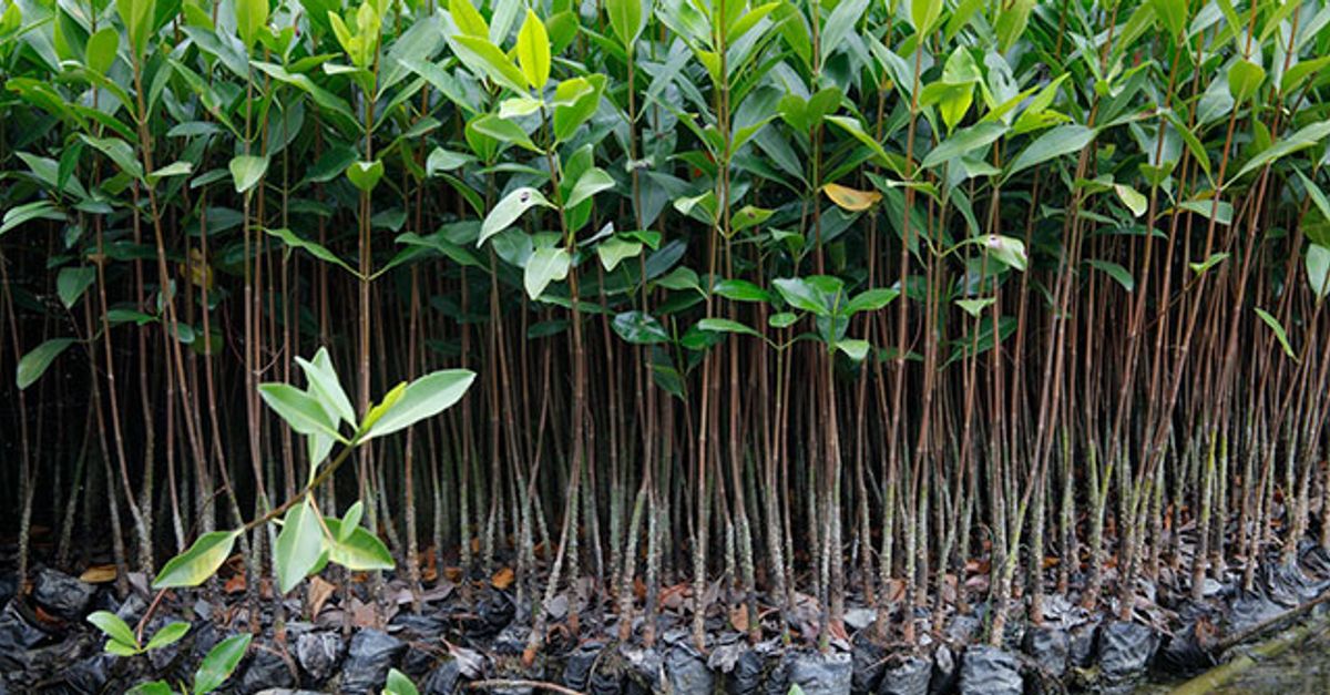 Image source - https://www.conservation.org/press/living-gulf-a-landmark-partnership-with-unilever-to-protect-and-restore-mangroves-for-people-climate-and-nature-ci