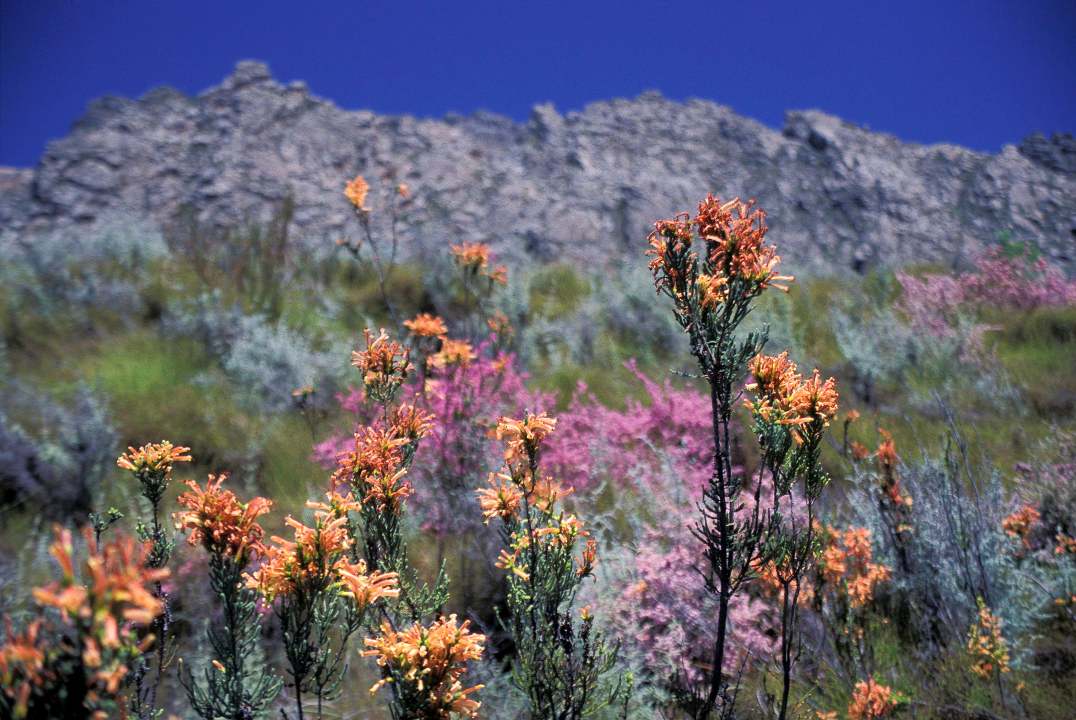 About Conservation South Africa | Conservation South Africa
