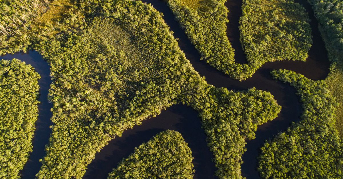 Massive reforestation effort puts down roots in Brazilian Amazon Massive reforestation effort puts down roots in Brazilian Amazon