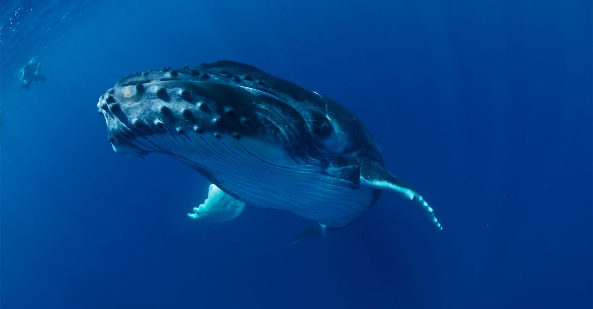 Meet a scientist: the whale whisperer Meet a scientist: the whale whisperer