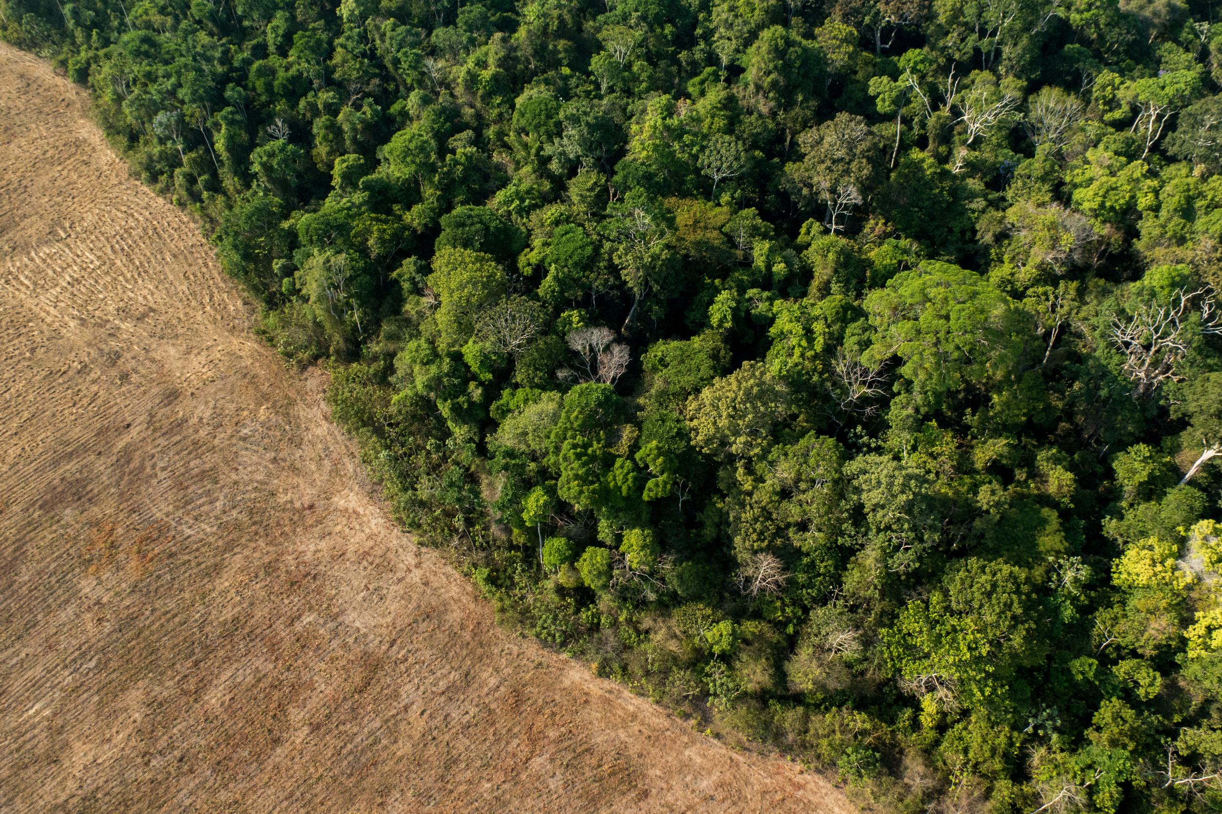 Amid a deforestation crisis, two countries plant seeds of hope ...