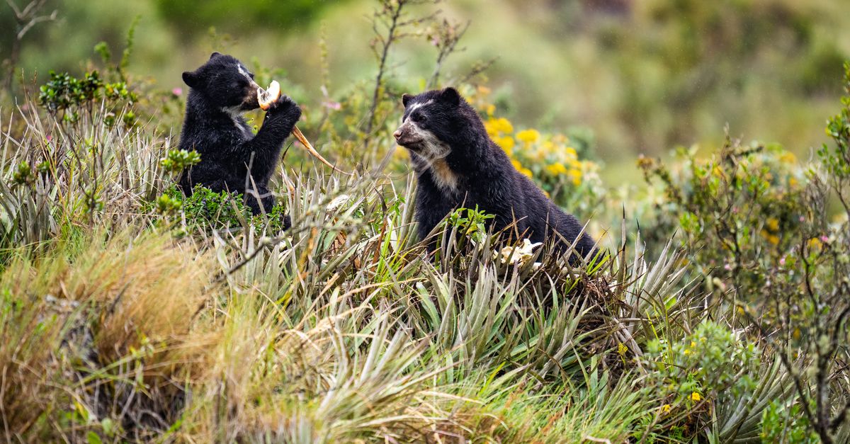 Your guide to the COP17 biodiversity summit | Conservation International
