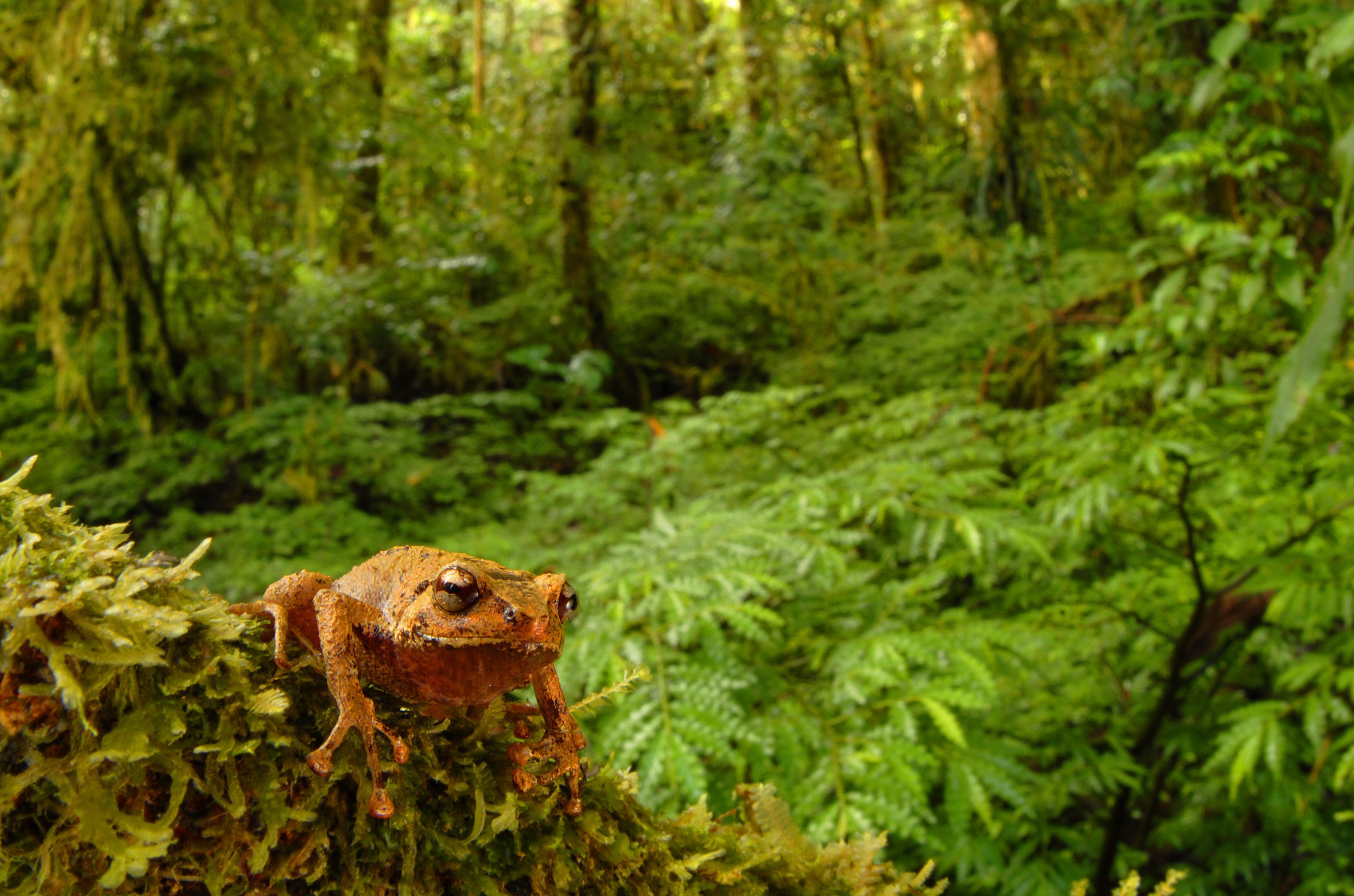 Launch of the Seed Fund for Country Packages for Forests, Nature and ...