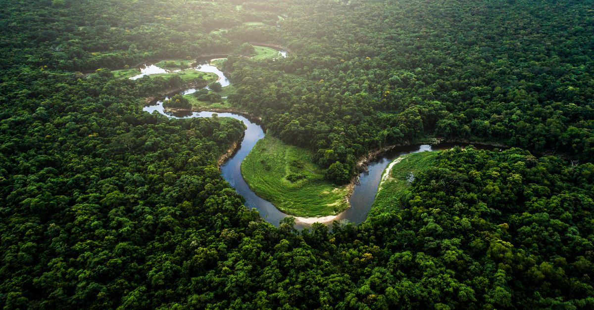 Expert: To restore Earth’s forests, we must ‘help nature run its course’ | Conservation International