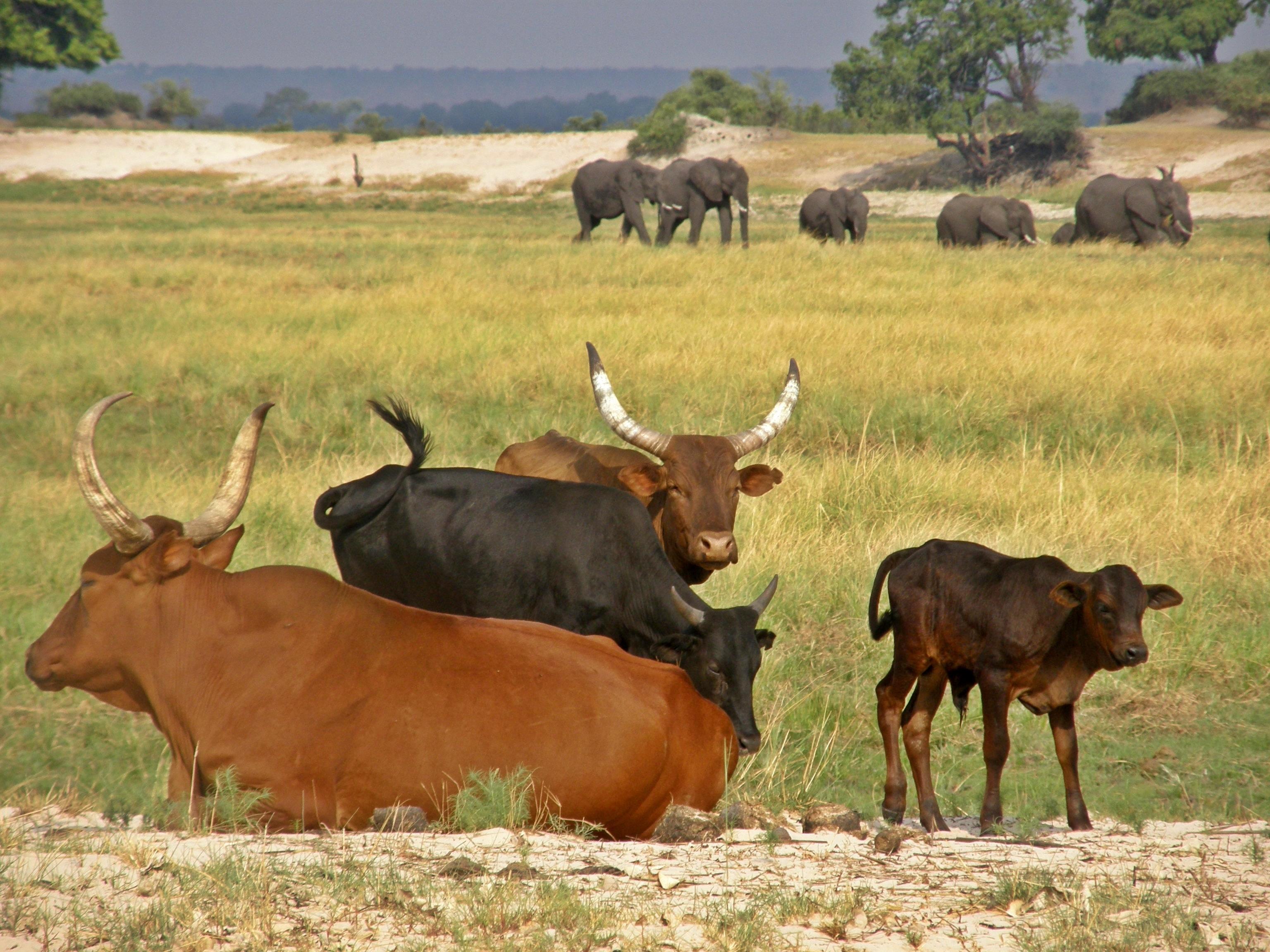 Communal Rangelands Ecosystem-Based Adaptation and Mitigation in Botswana’s Communal ...