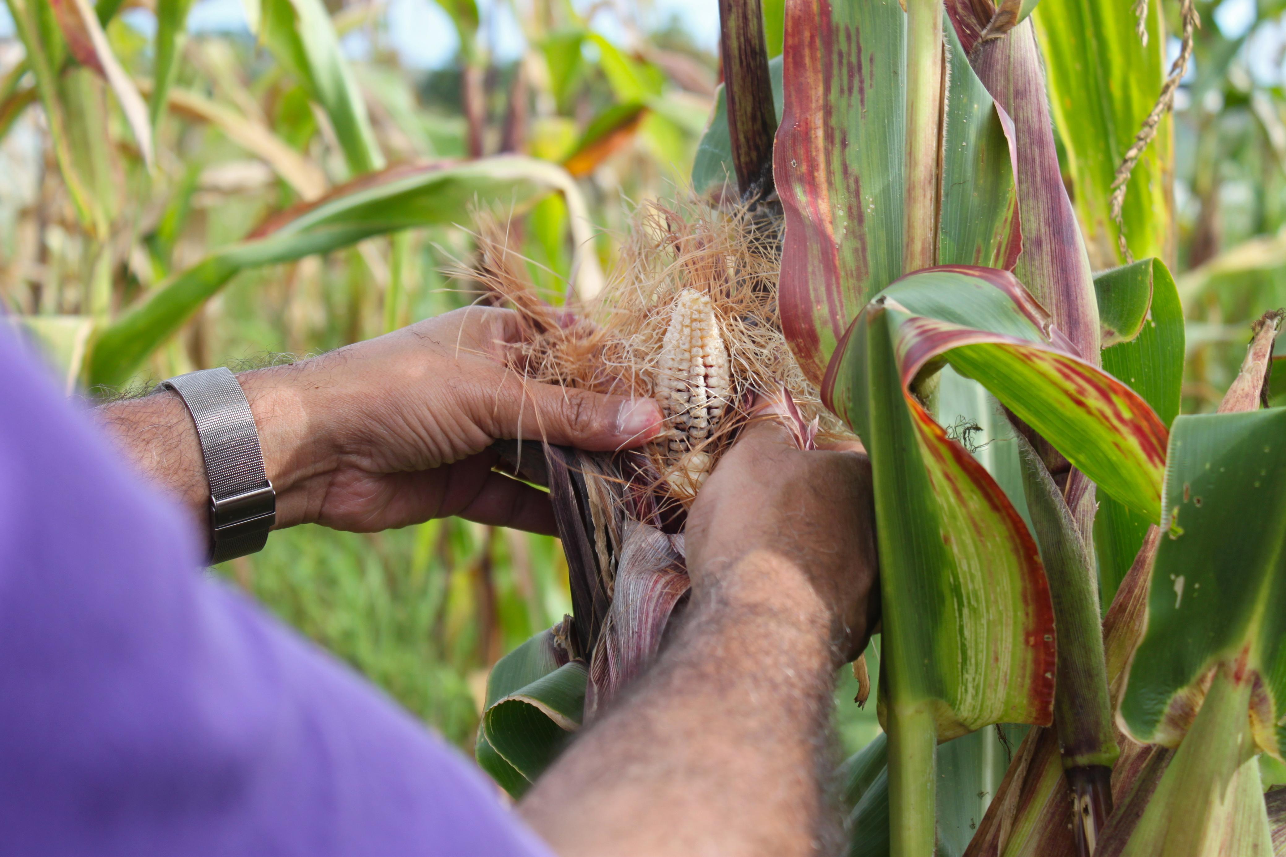 Advancing insetting for climate, nature and people | Conservation ...