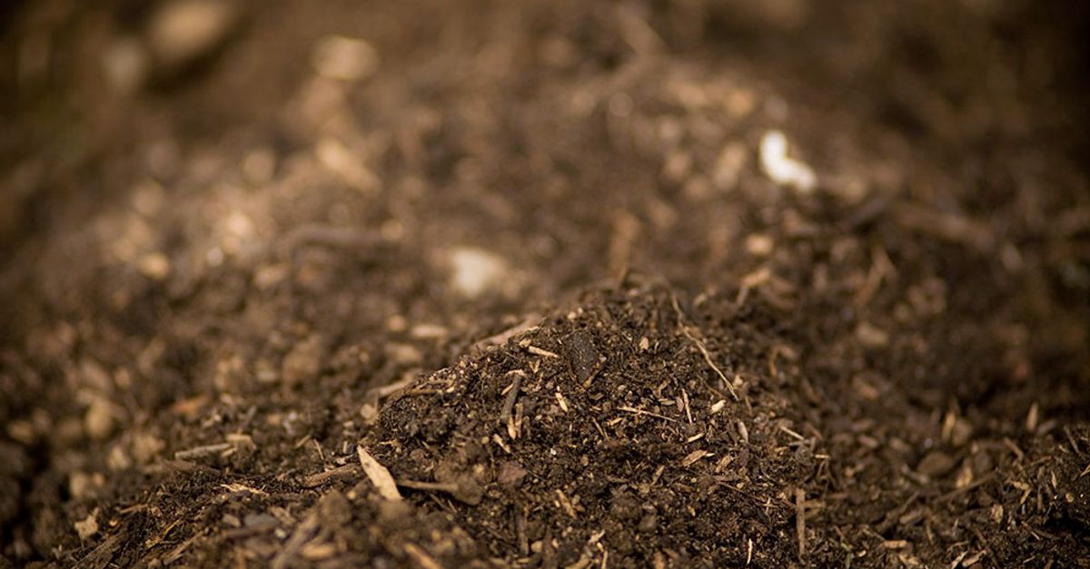 Study: One in five soil species face extinction
