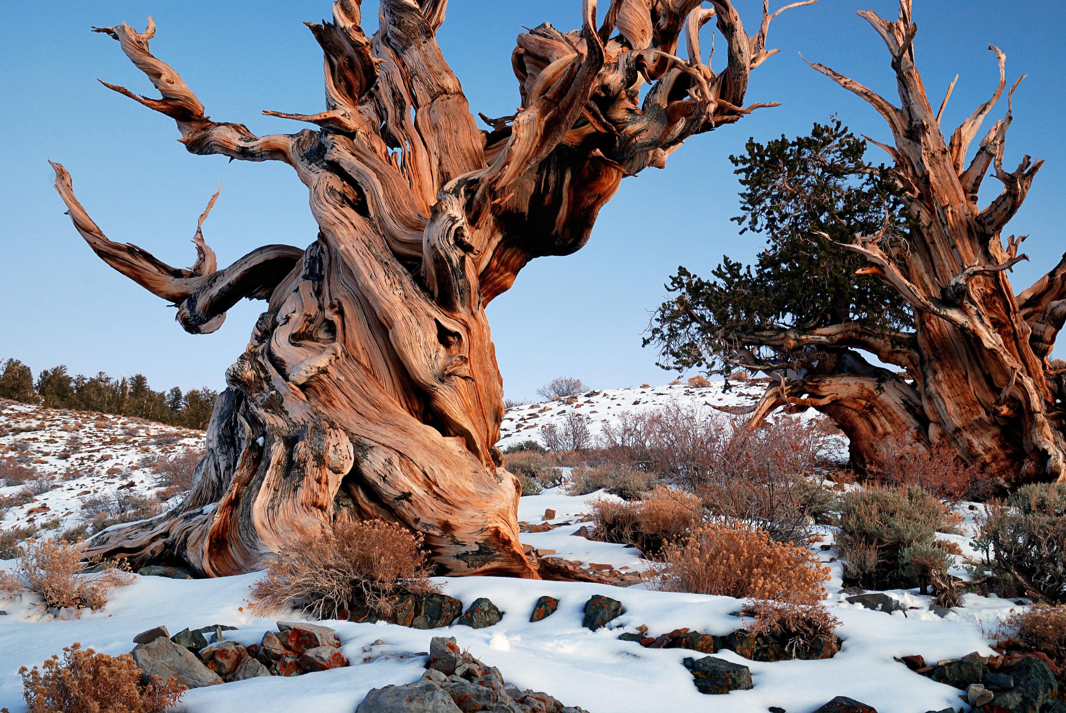 Methuselah: Still the world’s oldest tree? | Conservation International