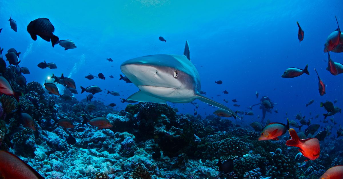 Meet the startup using magnets to keep sharks at bay | Conservation International