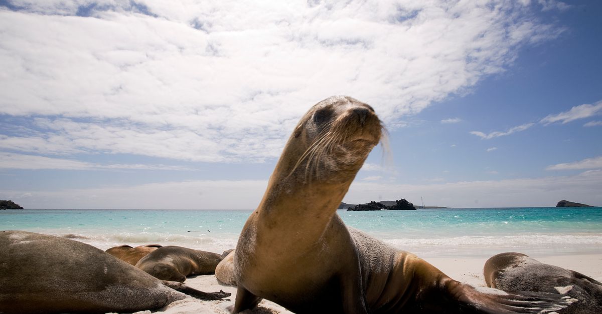 In Galápagos, novel conservation approach finds ‘sweet spot’ between production, protection In Galápagos, novel conservation approach finds ‘sweet spot’ between production, protection