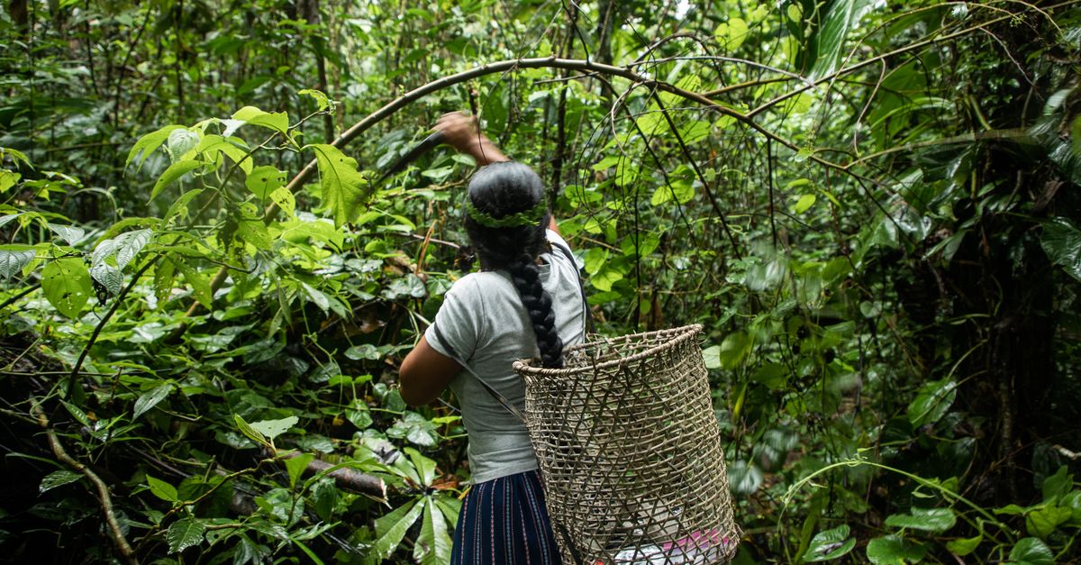 Climate change threatens Amazon plants and culture