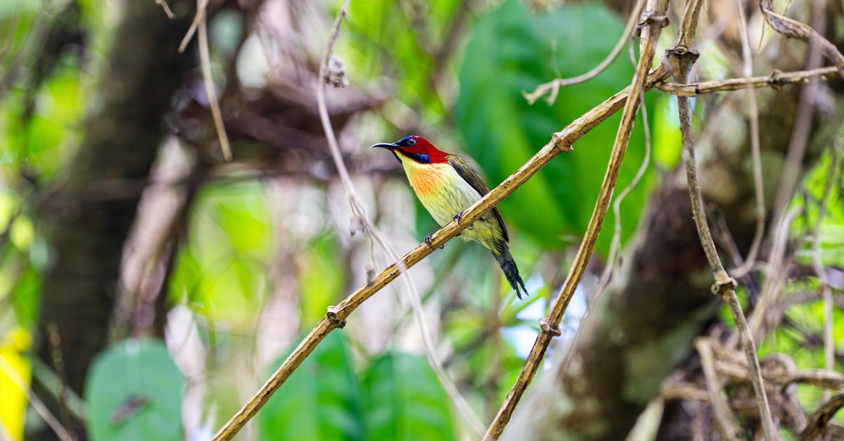 Can AI help protect nature? Can AI help protect nature?