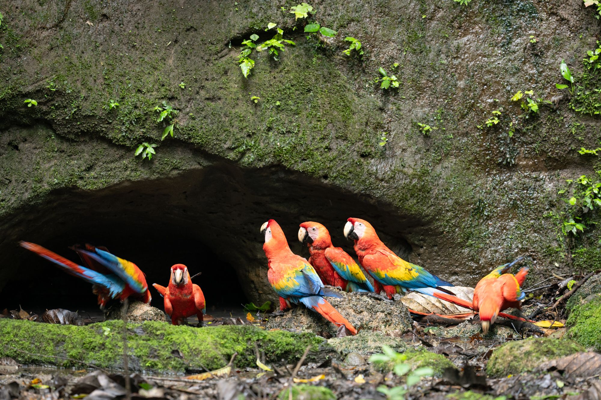 A new corridor is reconnecting one of Ecuador's richest rainforests