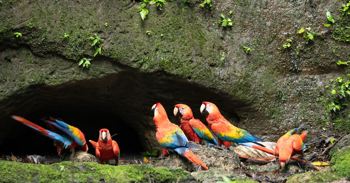 A new corridor is reconnecting one of Ecuador's richest rainforests