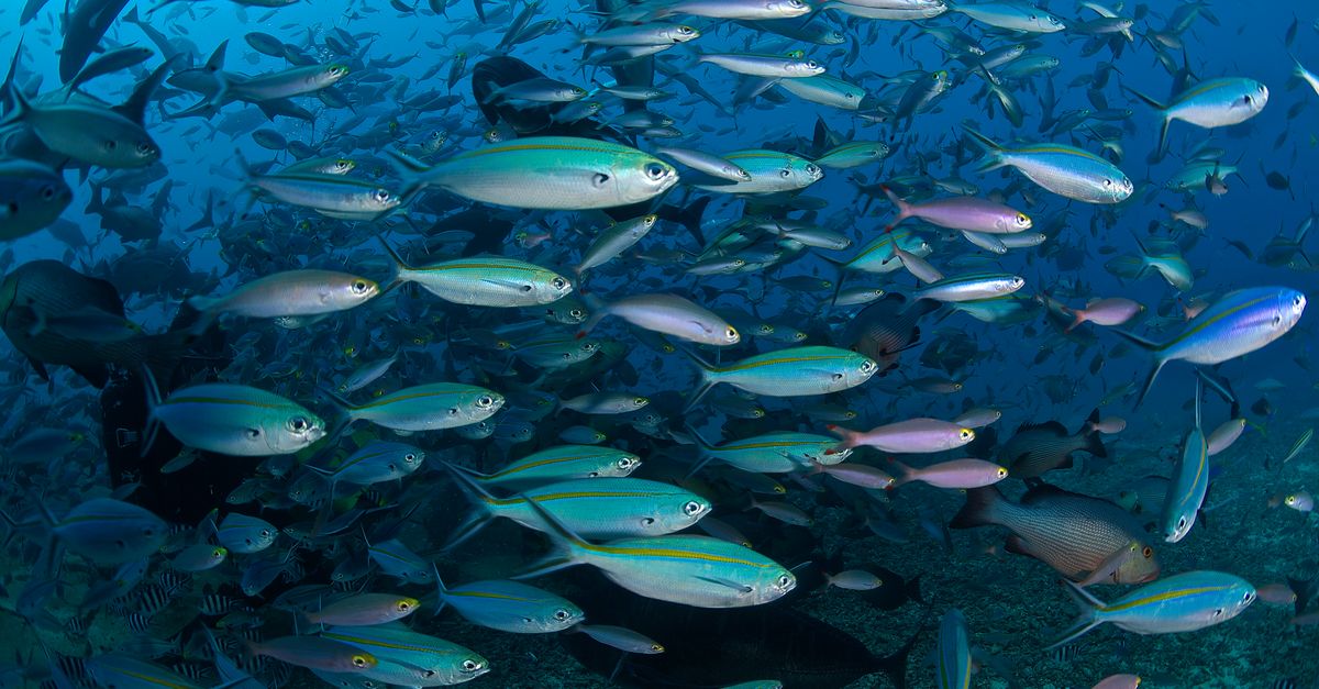 News spotlight: How many fish in the sea? Less than we thought | Conservation International