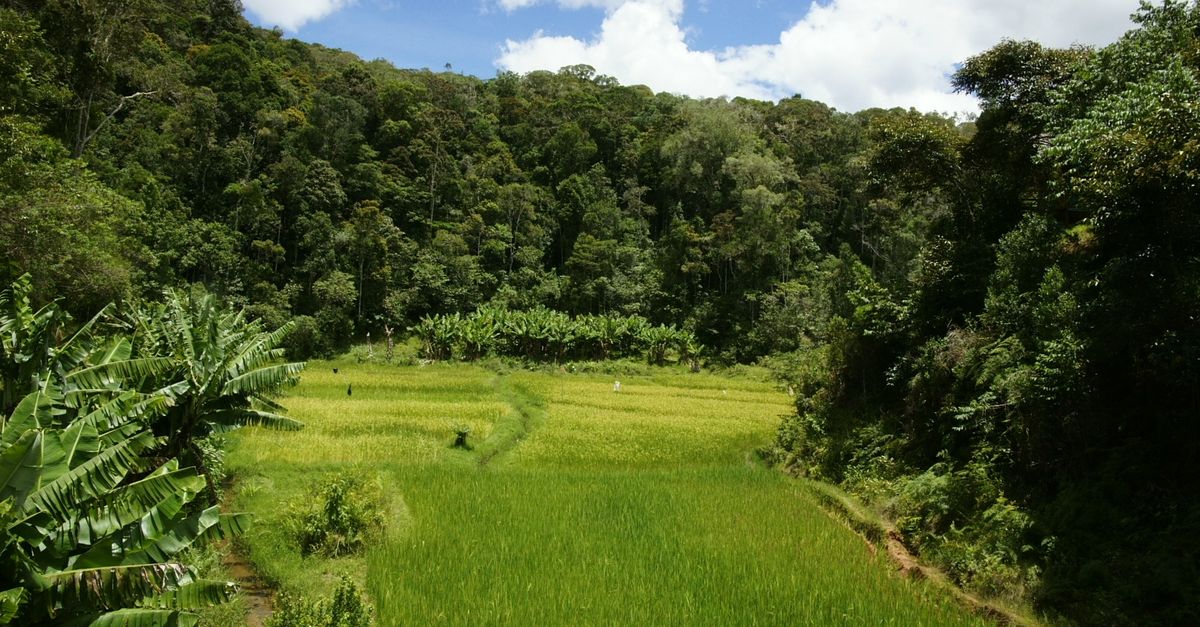 ‘Climate-smart’ farming boosts forests, food security in Madagascar | Conservation International