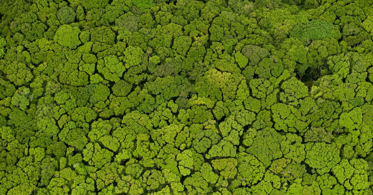 3 ways climate change affects tropical rainforests | Conservation International
