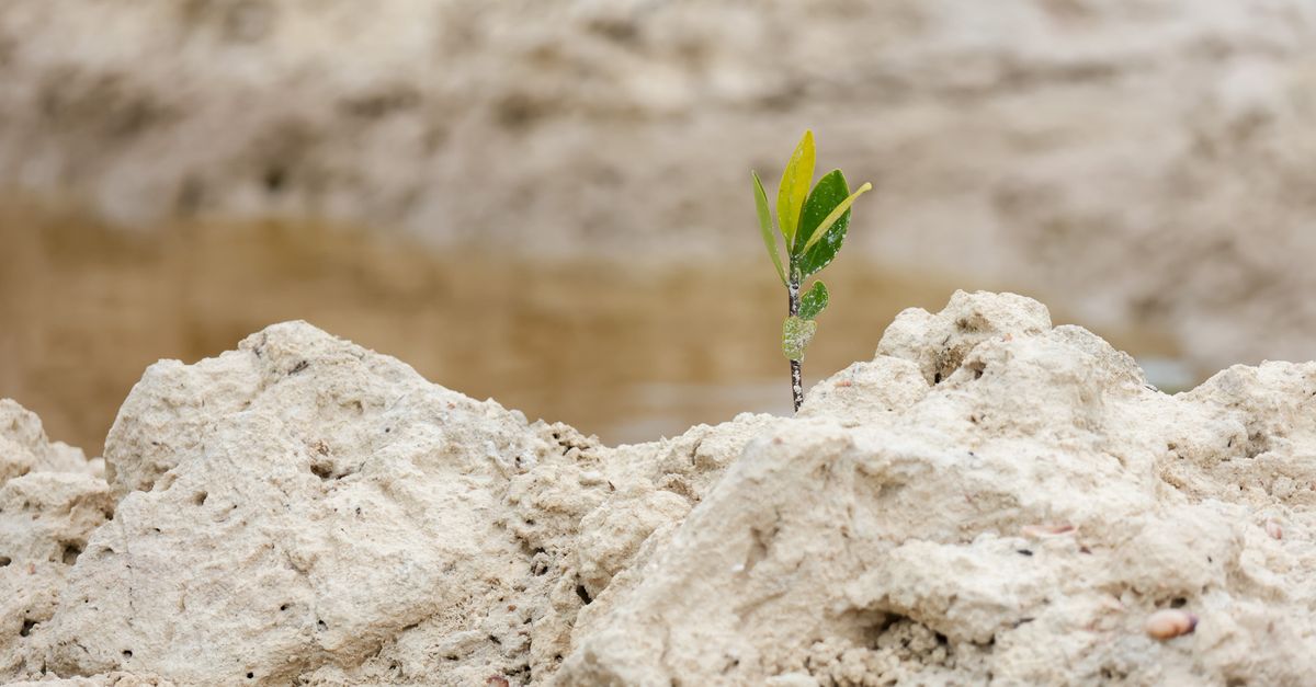 To save a dying forest, this town dug in | Conservation International