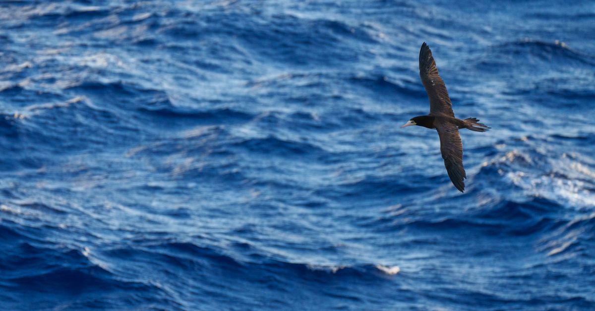 This El Niño is different. Here’s why | Conservation International
