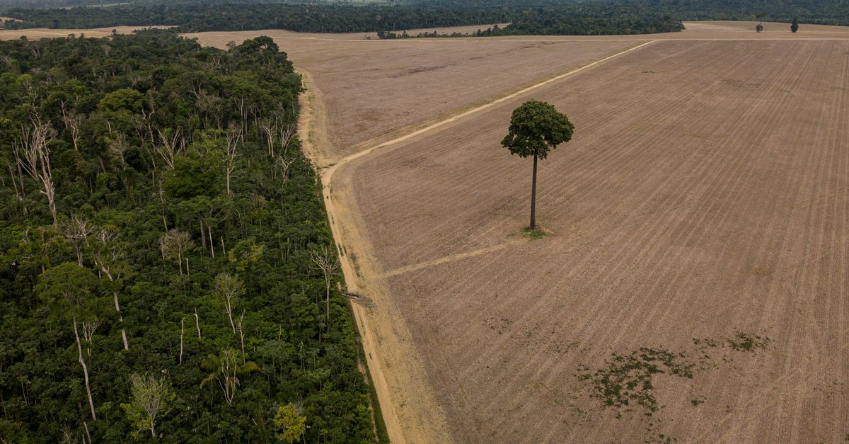 New report: Without nature, there is no path to a climate-safe future New report: Without nature, there is no path to a climate-safe future
