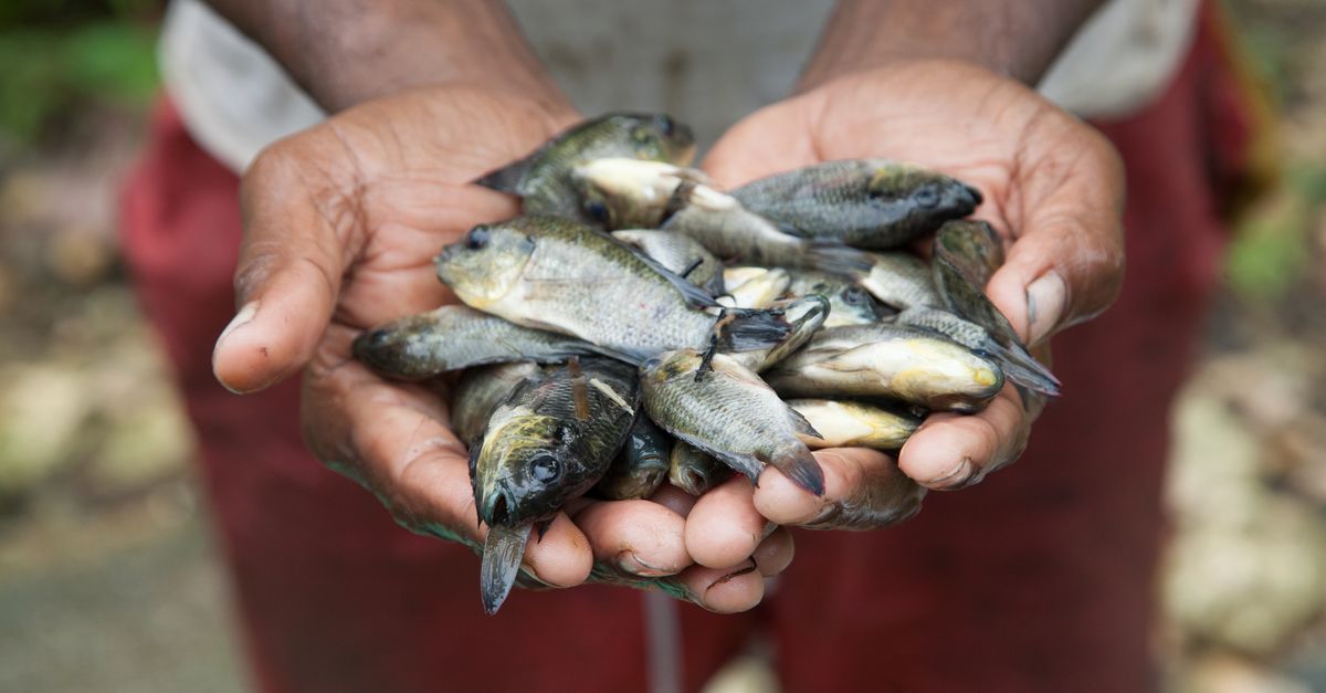 Demystifying the seafood label: Where your seafood actually comes from | Conservation International