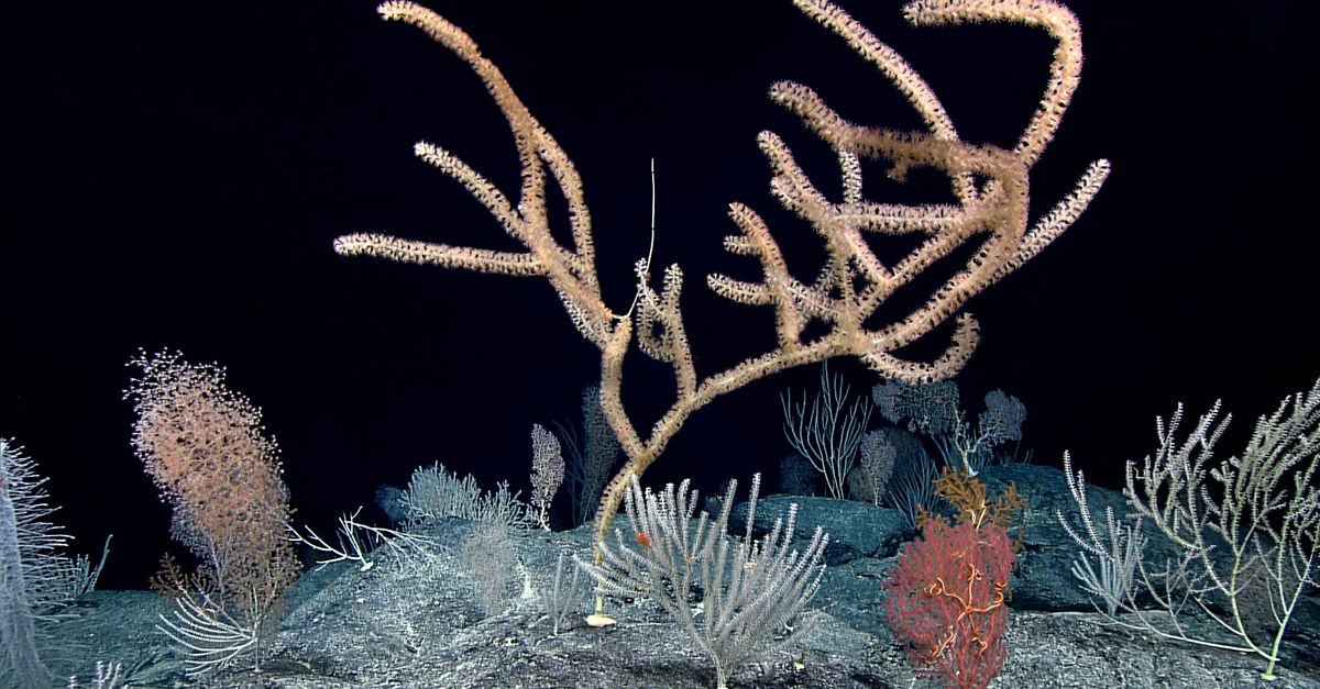 News spotlight: Sea creatures could harbor the next generation of medications, but are they at risk? News spotlight: Sea creatures could harbor the next generation of medications, but are they at risk?