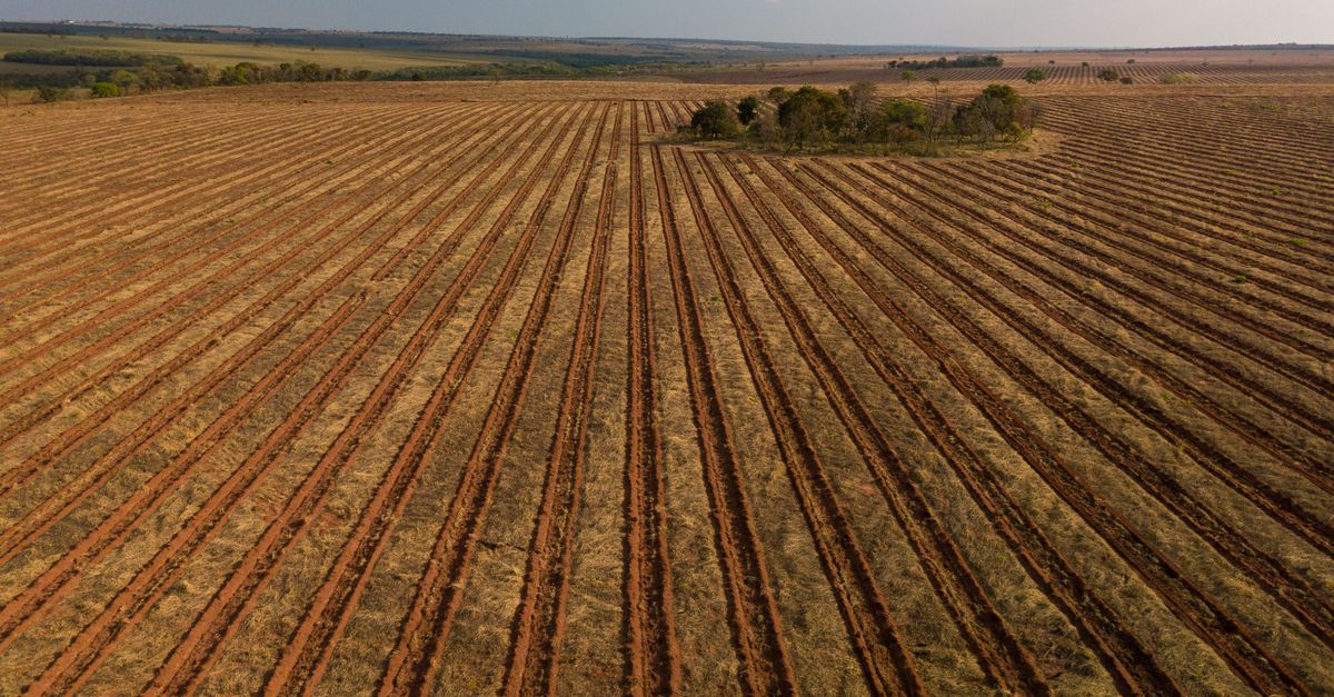 Can tree farms save a forest? Brazil is about to find out Can tree farms save a forest? Brazil is about to find out