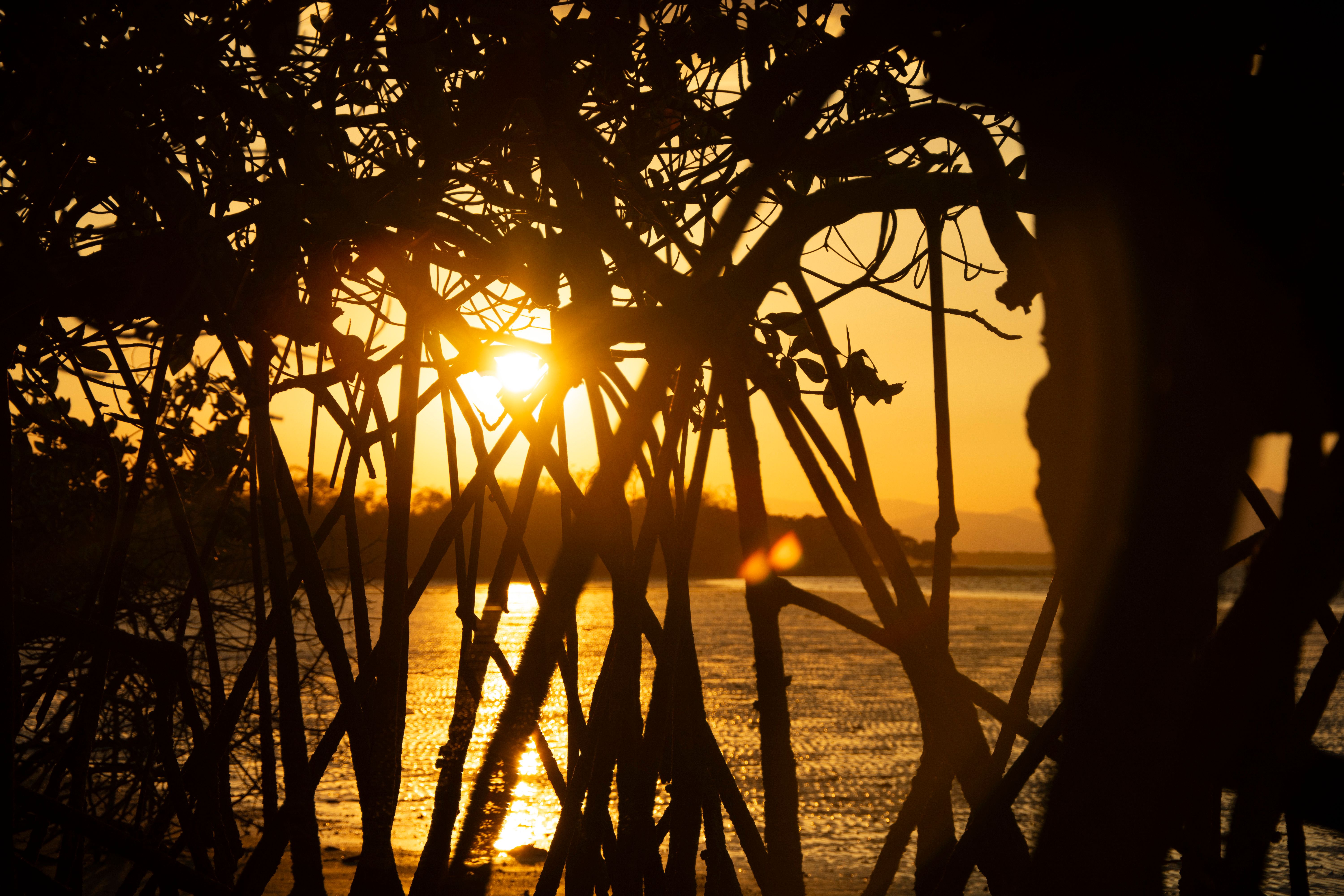 Restoring Costa Rica’s Mangroves | Conservation International