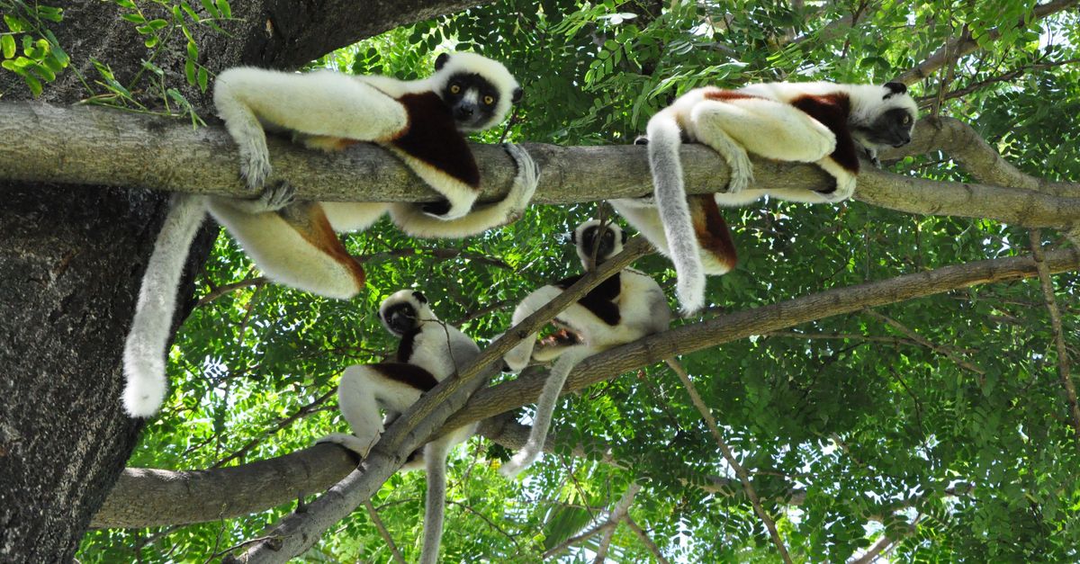 Credit where it’s due: Forest-carbon programs a vital tool to fix climate | Conservation International