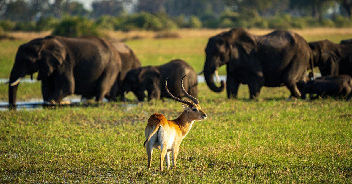 Why is biodiversity important? | Conservation International