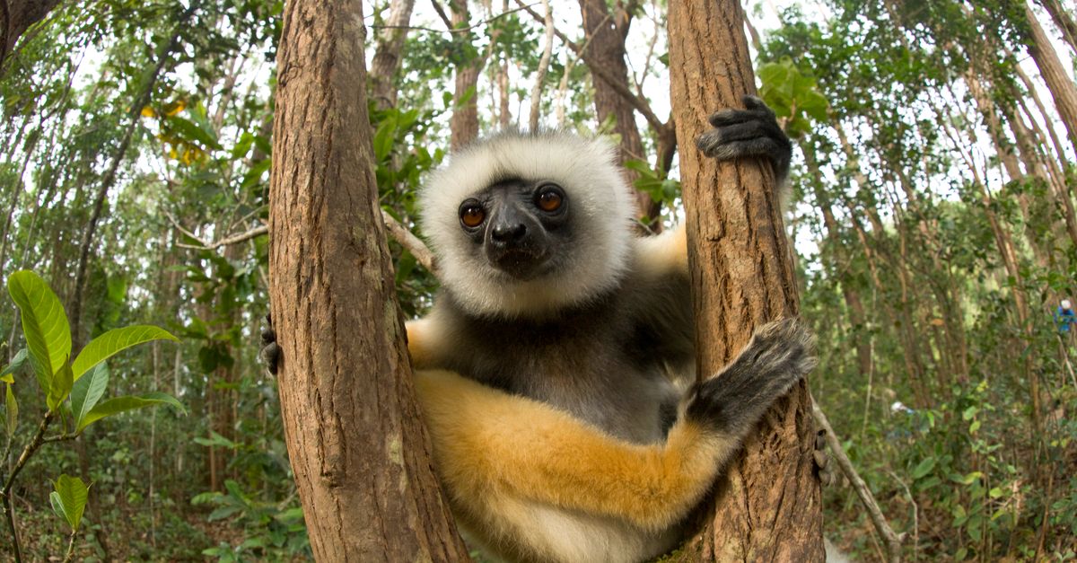 Cacao plantations: Home sweet home for Madagascar’s lemurs? | Conservation International
