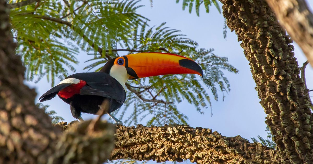 Amid a vanishing savanna, new corridor a ‘big win’ for wildlife Amid a vanishing savanna, new corridor a ‘big win’ for wildlife