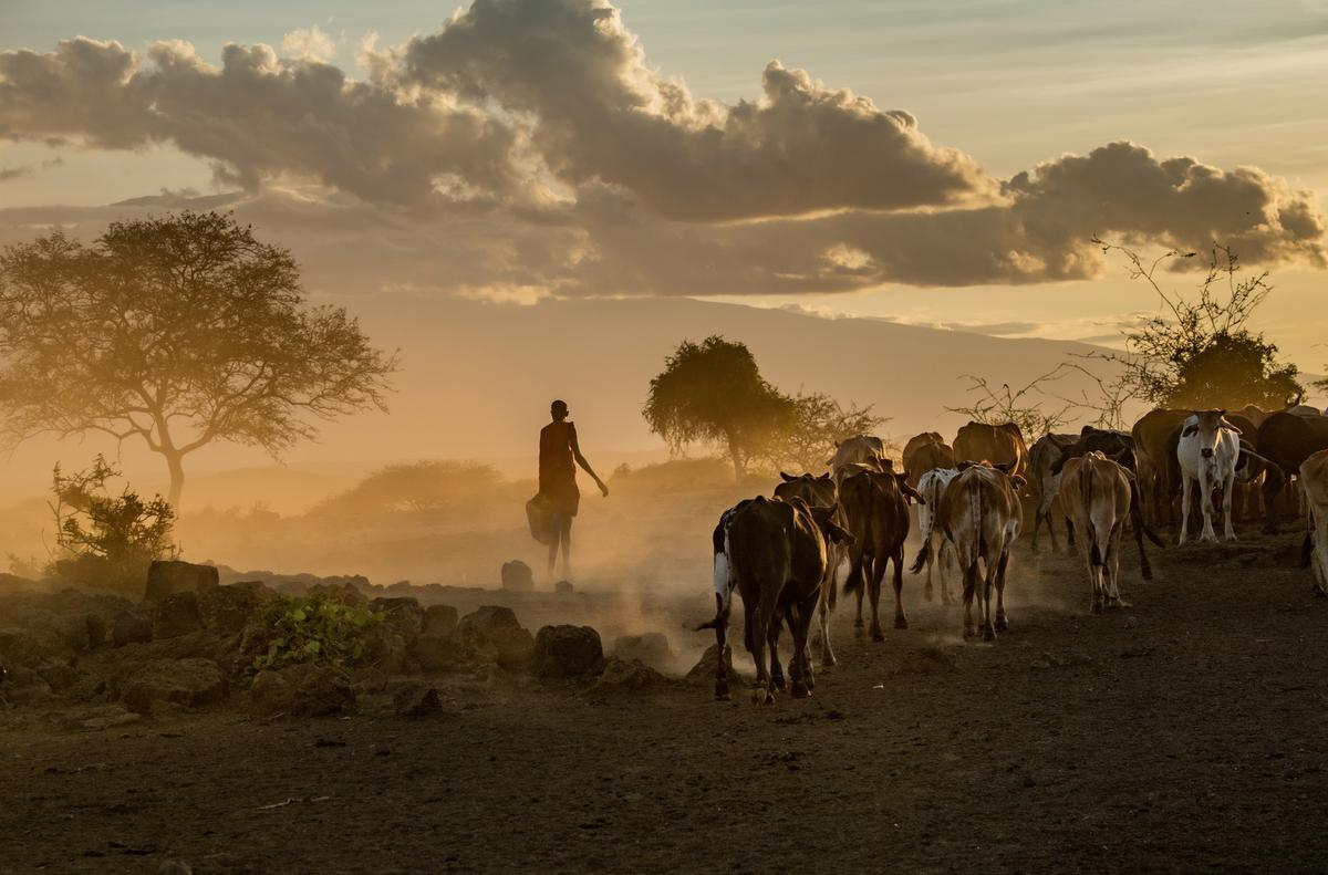 The giving trees: In Kenya, forests keep communities from the brink ...