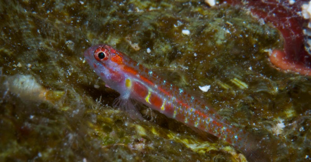 Biologist’s keen eye spots (another) new species in the Pacific | Conservation International
