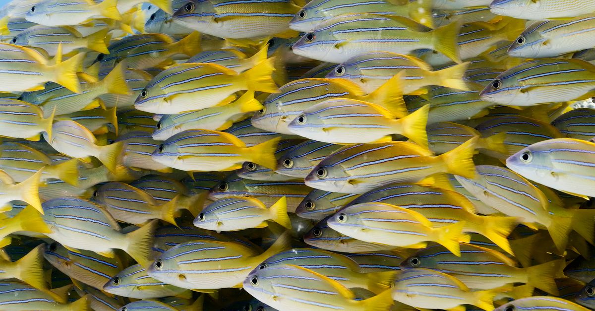 In Hawai‘i, new effort to bring invasive species to heel In Hawai‘i, new effort to bring invasive species to heel