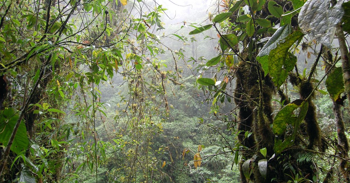 France backs bold new pact to save Amazon France backs bold new pact to save Amazon