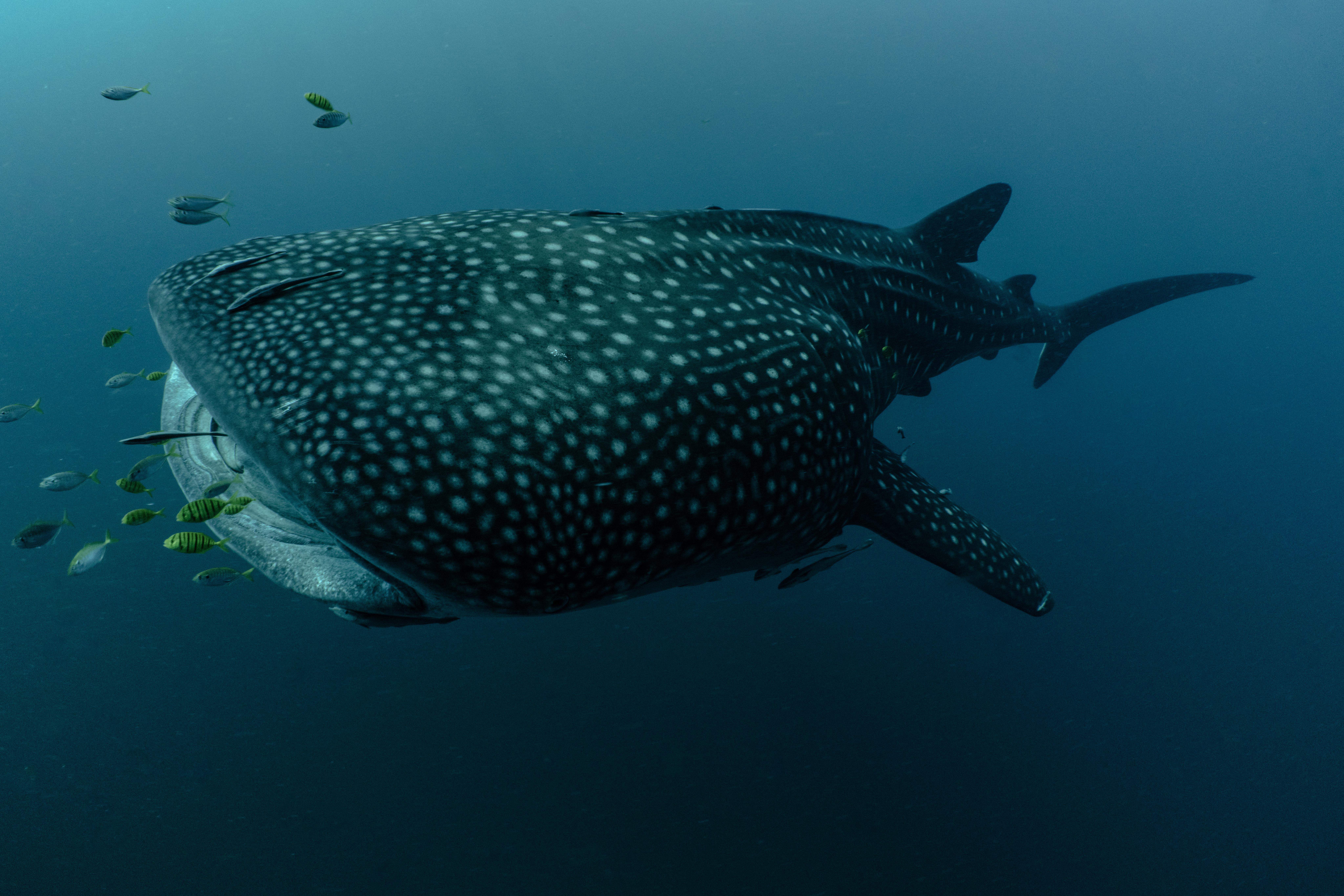 Climate change charts a dangerous course for the world’s largest fish ...