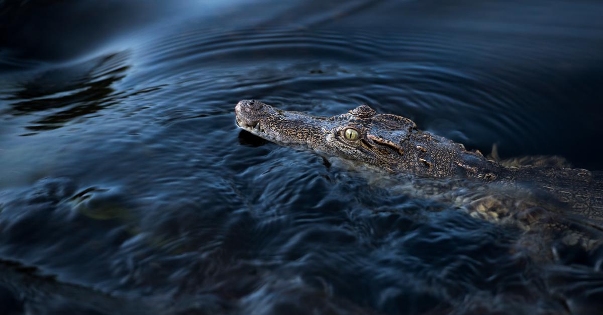 Newly protected habitat offers hope for the Siamese crocodile