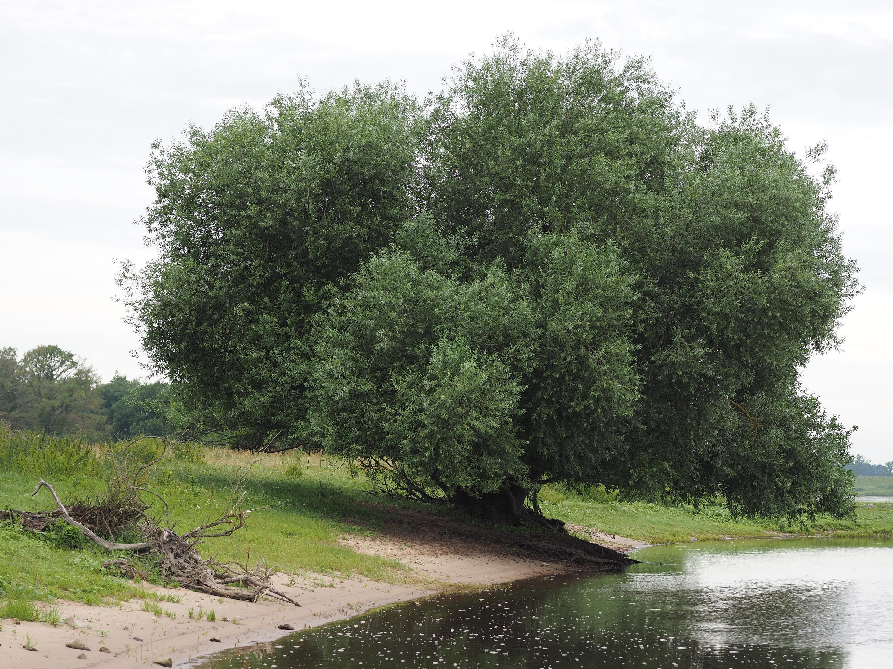 Unusual Trees of the World | Conservation International