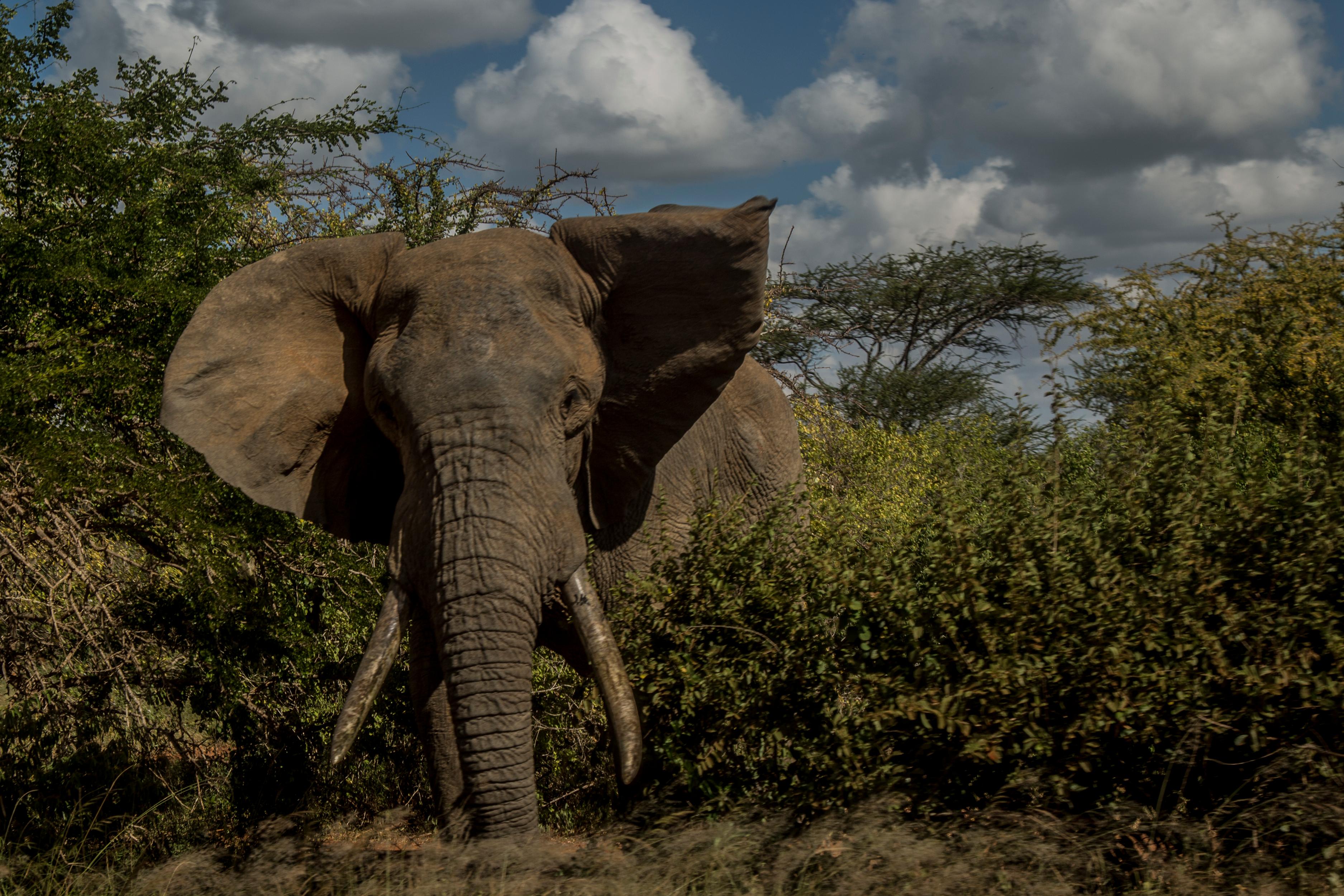 The giving trees: In Kenya, forests keep communities from the brink ...